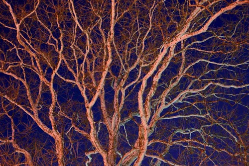 Sycamore at Night Lit by Traffic Lights and Street Lamps, Bloomfield, NJ (5917 SA).jpg